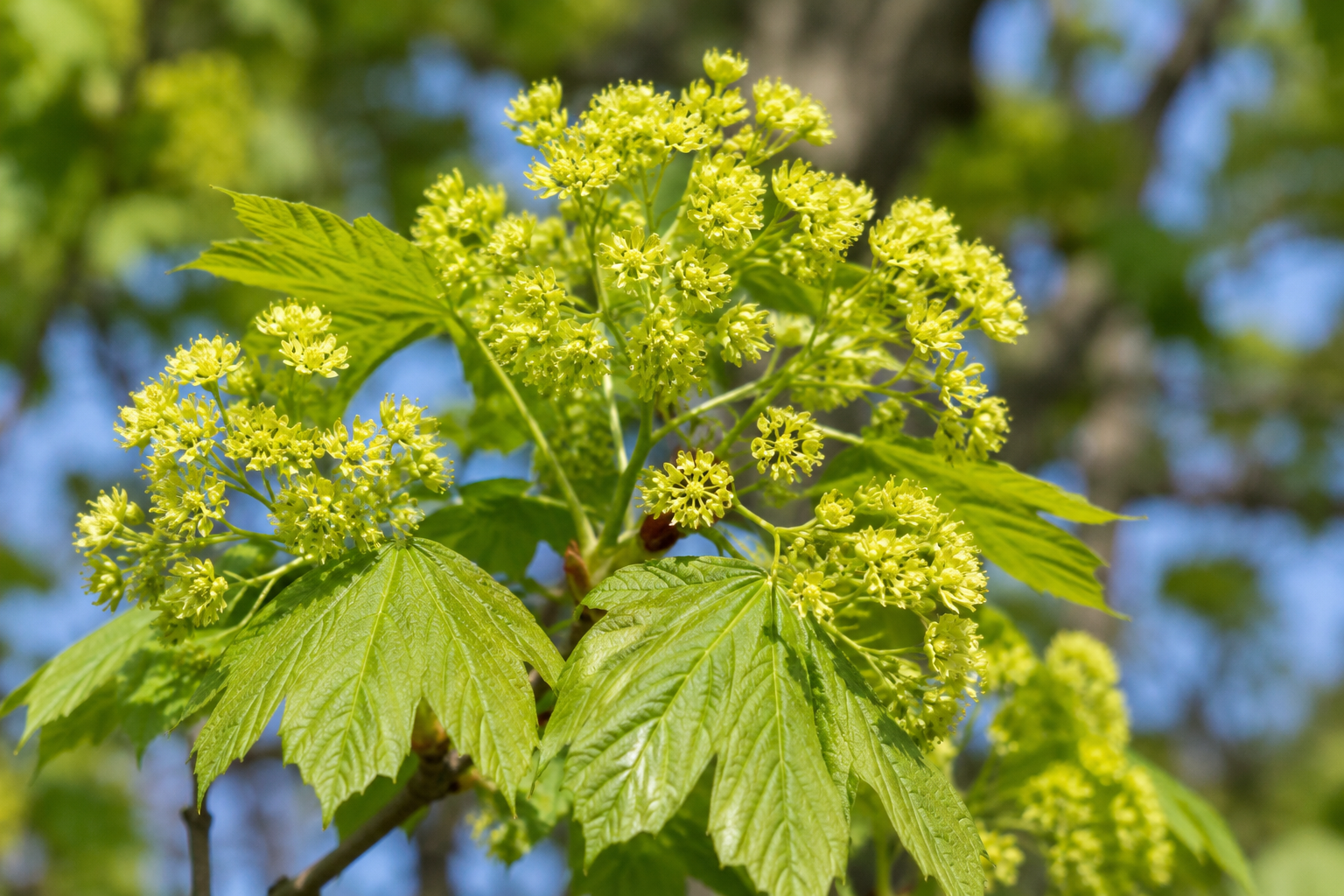 In spring, sycamores produce clusters of yellow-green flowers that add a touch of vibrancy to any landscape.