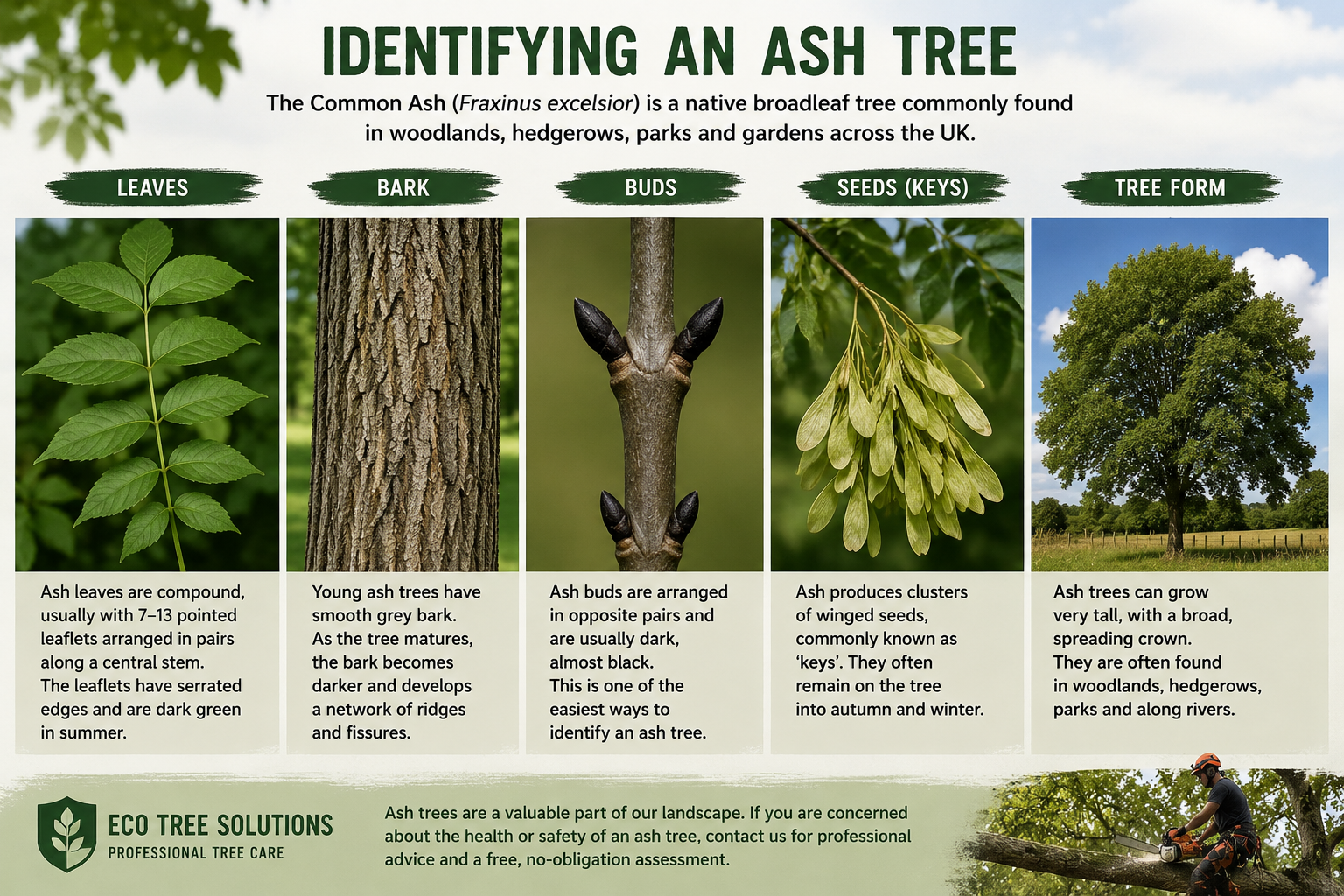 Ash Tree Identification Field Guide